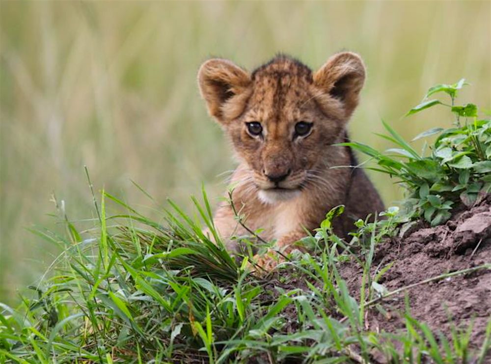 First Lion Cubs Spotted in Akagera