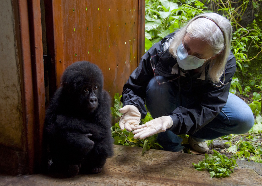 Keeping Gorillas Healthy, or Not