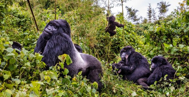 Complex Social Lives of Mountain Gorillas (Including Sex)