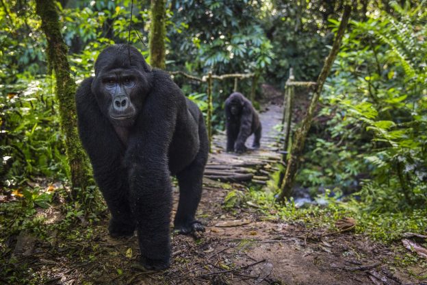 Dawn of Gorilla Tracking as a Tourism Activity