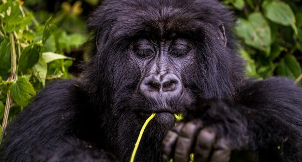 Why Do Gorillas Fart So Much?