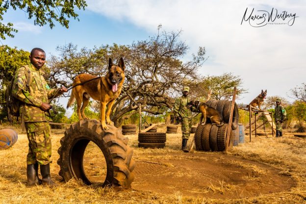 Four-Legged Guardians