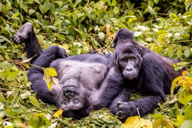 GH Mega Trek Details: by Car, by Foot, by Bike