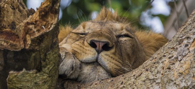 Funny and Scary Anecdotes From Uganda’s Queen Elizabeth National Park