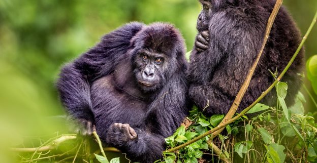 Essential Questions About GH Mega Trek [Updated]