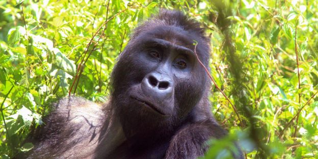 Live Q&A: Kahuzi-Biega NP, an Attraction to Top It All