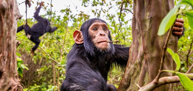 The Many Surprises of Lwiro in Eastern DR Congo