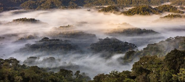 Breathe Our Rainforests In Like a Child