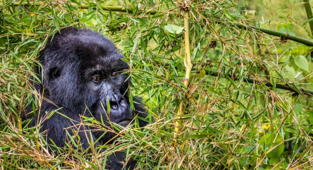 New GH Mega Trek Month: May 2022