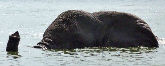 Queen Elizabeth Moonshot