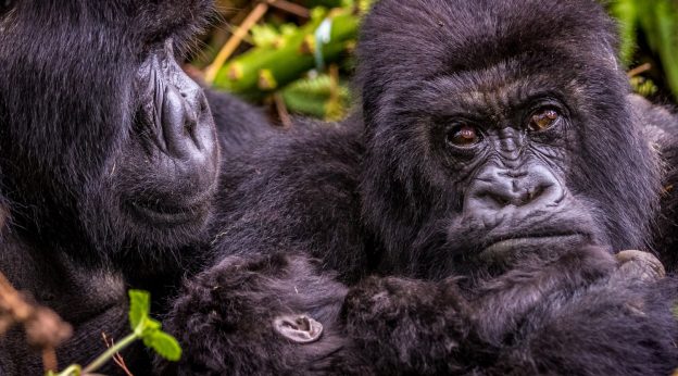 Is Tracking Gorillas Ethical?