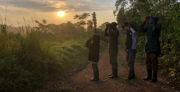 The Shadowy Secrets of Sunbird Hill: Who Would Visit Kibale for Chimps?!