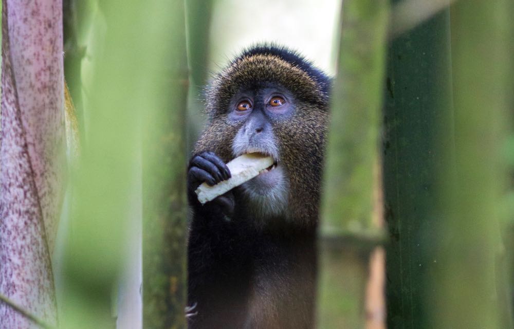 Golden monkey eating; photo by Jiro Ose