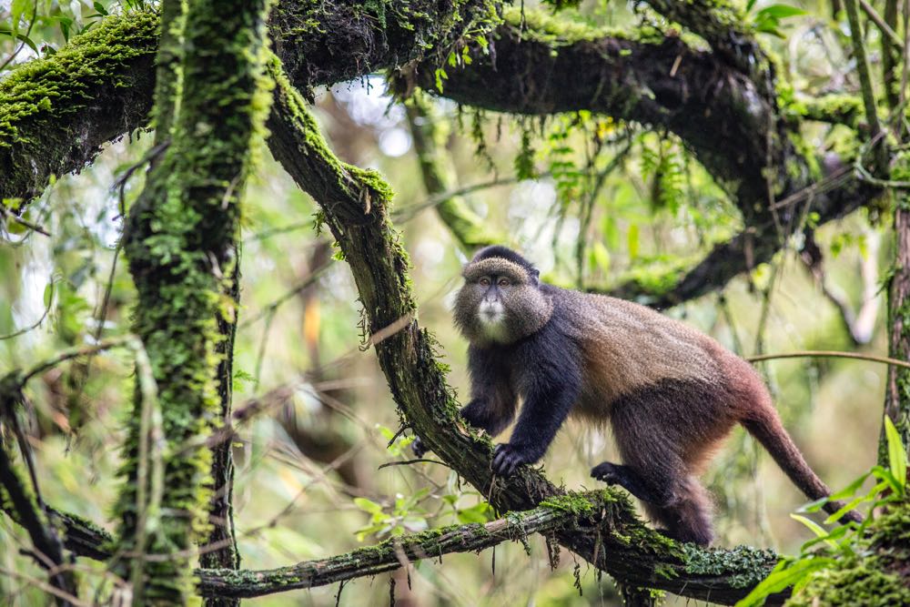 Golden monkey on the move; photo by Jiro Ose